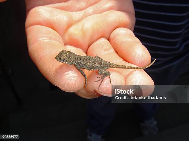 Lagarto Pequeño Foto de stock y más banco de imágenes de Agarrar - Agarrar, Cola - Parte del cuerpo animal, Color - Tipo de imagen