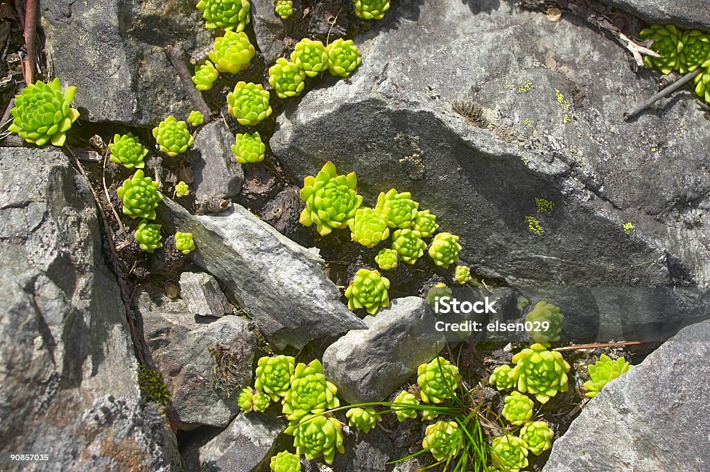 Mountain succulents between rocks I Arrangement of succulent plants between rocks, natural environment, Swiss alps. Color Image Stock Photo