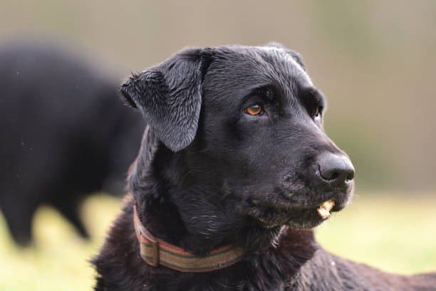 istock Head shot of a black Labrador 908571292