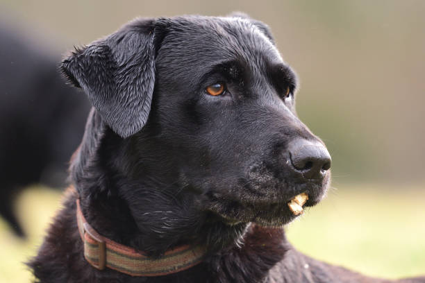istock Head shot of a Labrador retriever 908571294