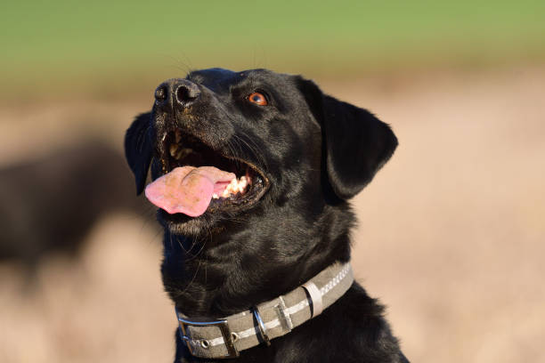 istock Head shot of a black Labrador 908571482