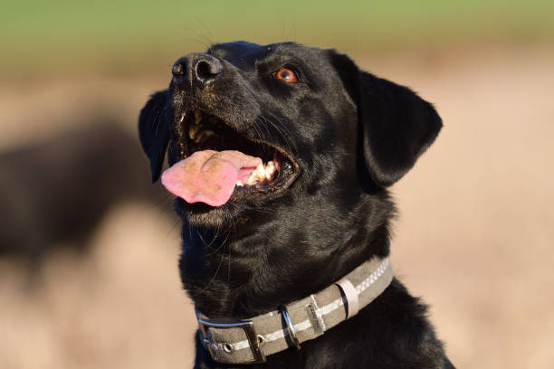 istock Head shot of a Labrador retriever 908571550
