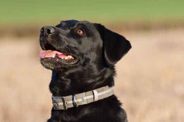 istock Head shot of a black Labrador 908571554
