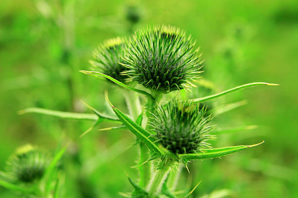 Thistles stock photo