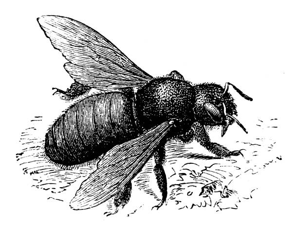 illustrations, cliparts, dessins animés et icônes de xylocopa violacea (abeille charpentière violet, bhanvra indien) - gallica rose