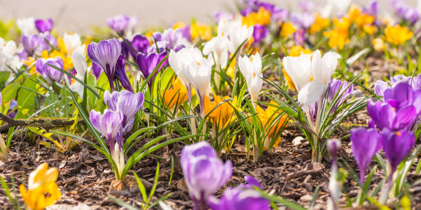 muitos açafrões na primavera - canteiro de flores de florescência - efflorescent - fotografias e filmes do acervo