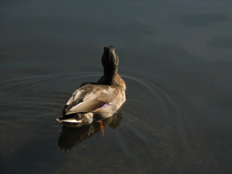 Duckling in the lake.  More in my portfolio