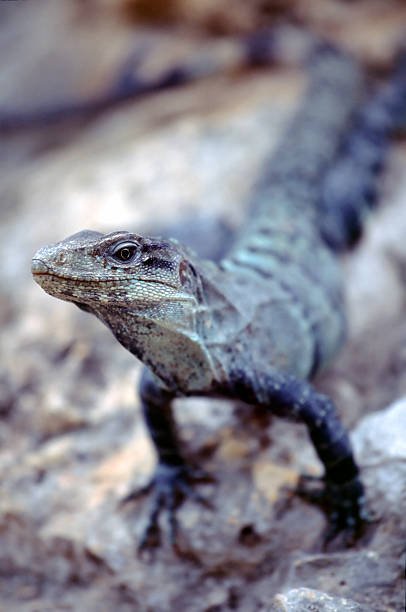 Iguana on Ruins  bristle animal part photos stock pictures, royalty-free photos & images