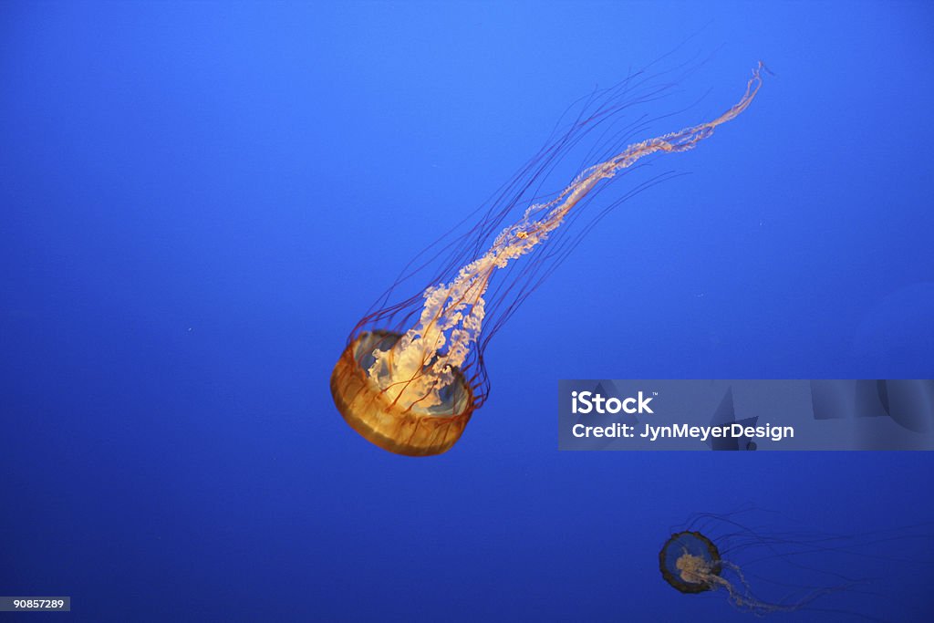 Medusa de Orange - Foto de stock de Agua libre de derechos