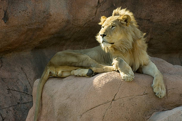 lion on rocks in sun stock photo