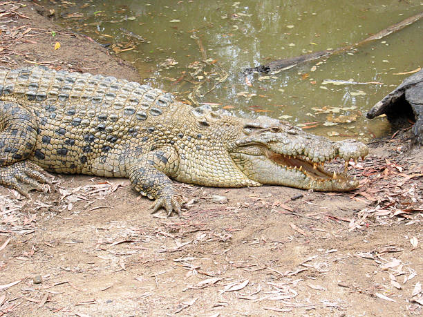 istock Australian Saltwater Crocodile 90857445