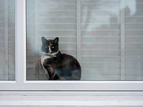 Domestic cat sitting behind a window, in front of window blinds, on a window sill looking out with the reflection of the residential street outside reflecting in the glass.