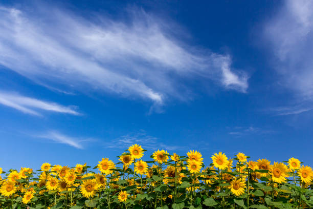 sonnenblumen - sunflower field scenics landscape stock-fotos und bilder