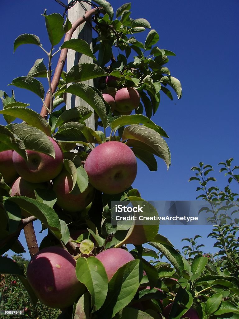 Apple tree on a post  Apple - Fruit Stock Photo