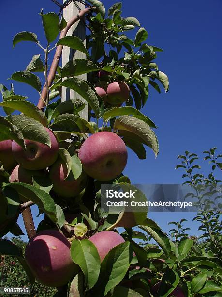 Apple Tree On A Post Stock Photo - Download Image Now - Apple - Fruit, Color Image, Crop - Plant