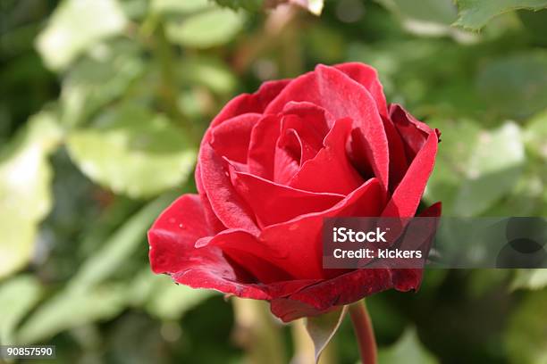 Red Rose In Lower Right Corner Stock Photo - Download Image Now - Anniversary, Arrangement, Bouquet