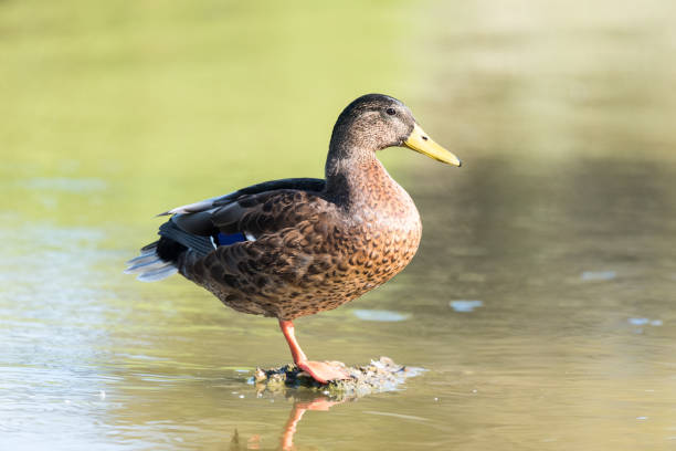 Female mallard duck on a lake