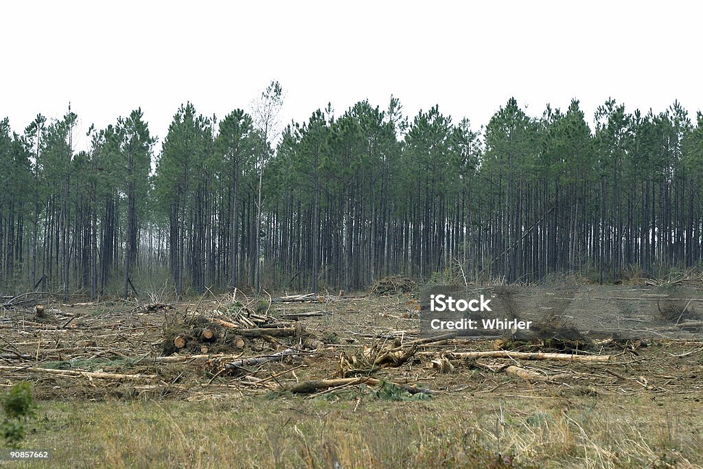 Chiari foresta - Foto stock royalty-free di Albero