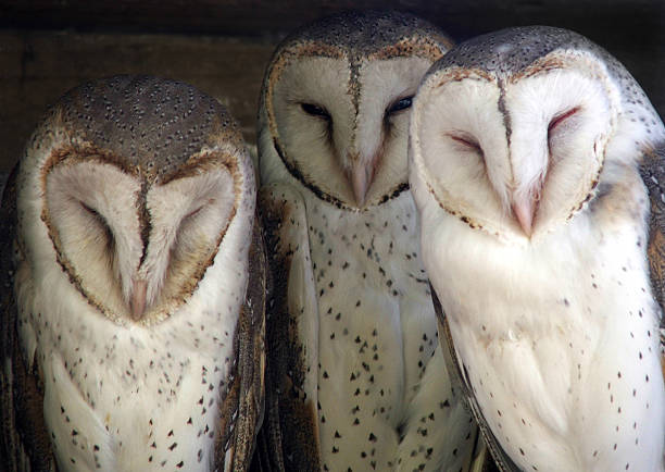 Barn Owls (Tyto alba) sitting on a stick in zoo, yellow cane background