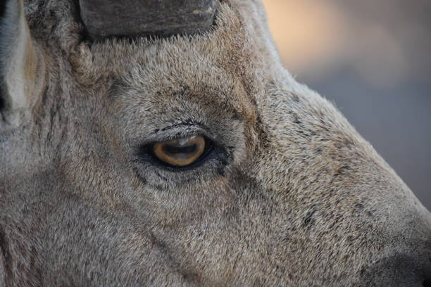 Mitzpe Ramon observation , The wild goat