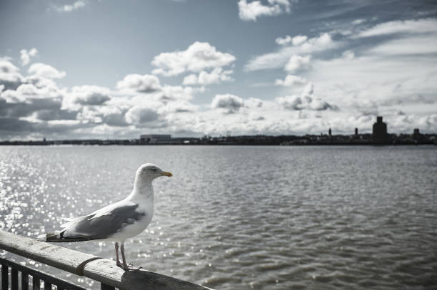 gabbiano al liverpool albert dock - victorian style england architectural styles passenger craft foto e immagini stock