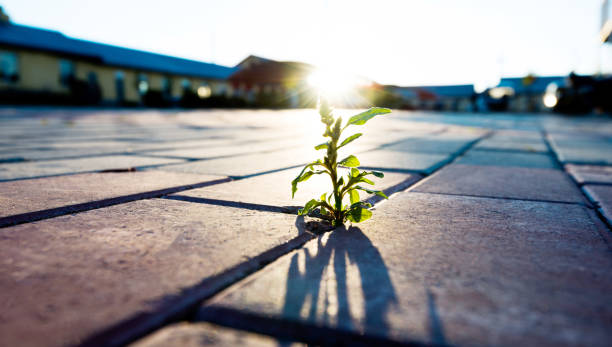 istock Small plant growing on brick floor 908578936