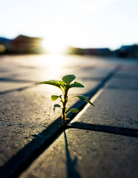 istock Small plant growing on brick floor 908578938