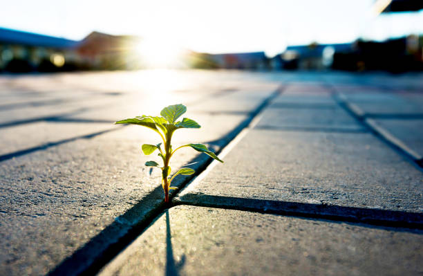 istock Small plant growing on brick floor 908578968
