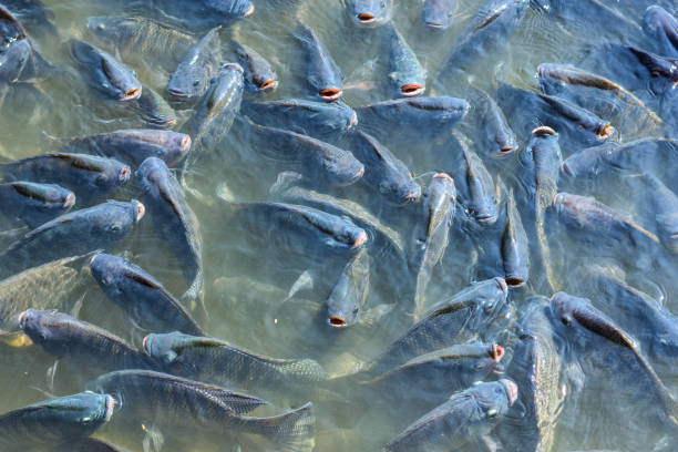 istock Tilapia fish is genetically engineered to be sterile. For commercial purposes. 908579128