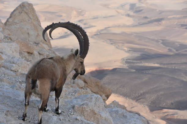 istock Israel , Mitzpe Ramon observation , The wild goat 908579134