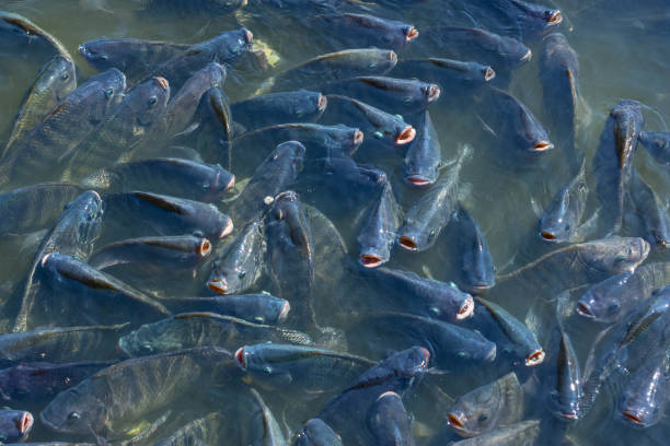 istock Tilapia fish is genetically engineered to be sterile. For commercial purposes. 908579170