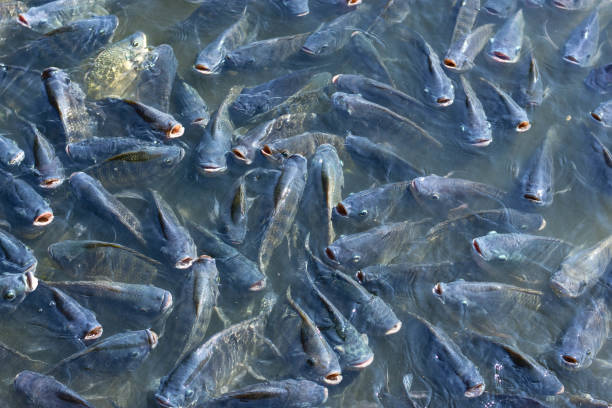 istock Tilapia fish is genetically engineered to be sterile. For commercial purposes. 908579172