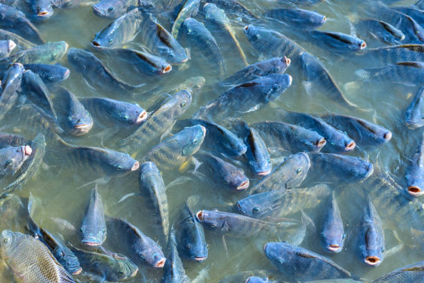 istock Tilapia fish is genetically engineered to be sterile. For commercial purposes. 908579192