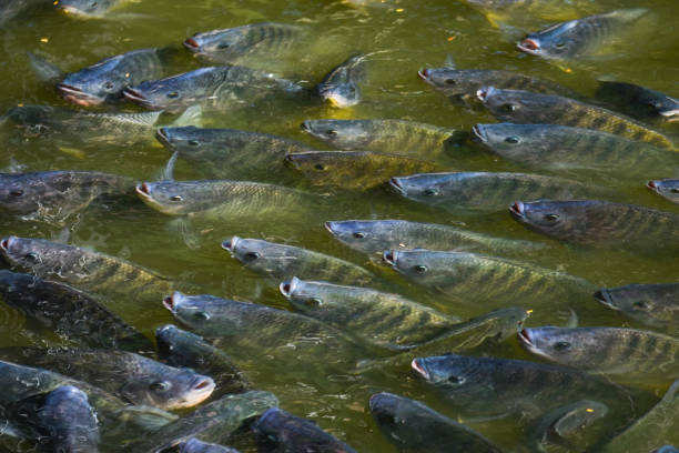 istock Tilapia fish is genetically engineered to be sterile. For commercial purposes. 908579224