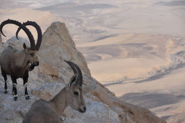 istock Israel , Mitzpe Ramon observation , The wild goat 908581442