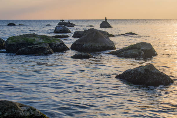 istock Seagulls and herring-gulls at Varna coastline 908581694