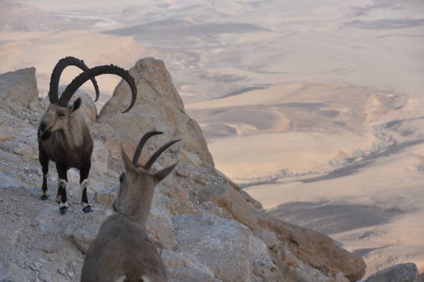 istock Israel , Mitzpe Ramon observation , The wild goat 908581714