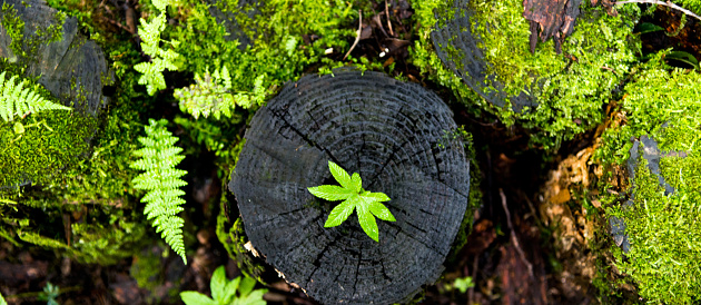 Small plant growing from old stump