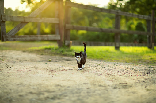 Black-and-white cat on a rural road in the clear day