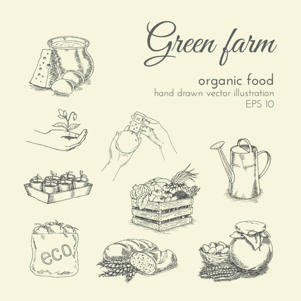 sketch hand drawn vector illustration of organic products. healthy food hand drawn vector illustration of organic products. sketch farmer harvest vegetables and watering. healthy food, natural eco-friendly farm products farmer drawings stock illustrations