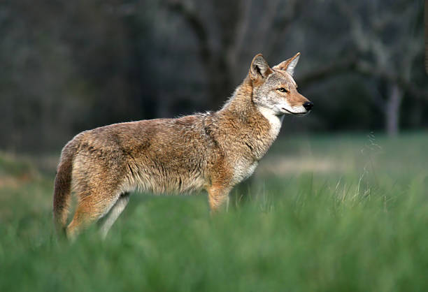 istock Coyote in the Cove 90858437