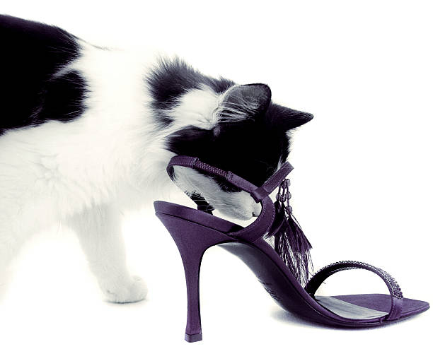 the cat and shoe stock photo