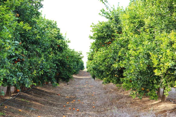 istock a plantation of ripe mandarins 908587084