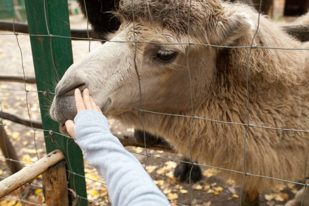 istock A  human is feeding a camel  in a zoo 908588104