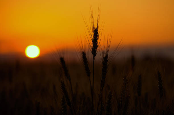 istock Spikelets of wheat close up on a background sunset 908590170