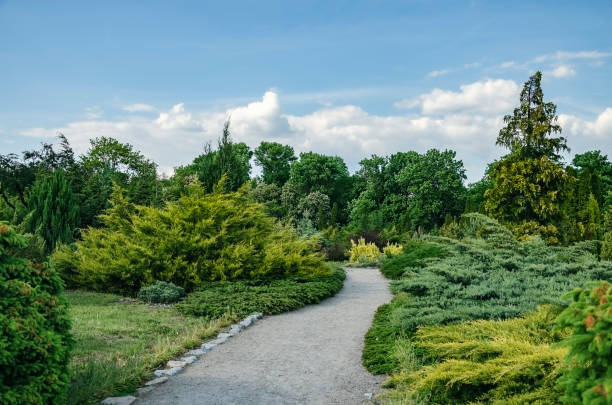 road among green bushes and trees