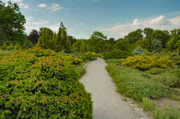 istock road among green bushes and trees 908590196