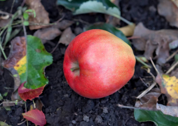 istock Big red apple fruit on a branch in an apple orchard. 908590242