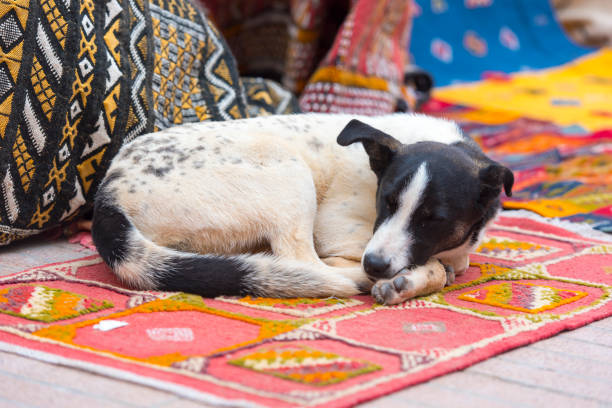 A female stray dog lying on the concrete floor in the street.