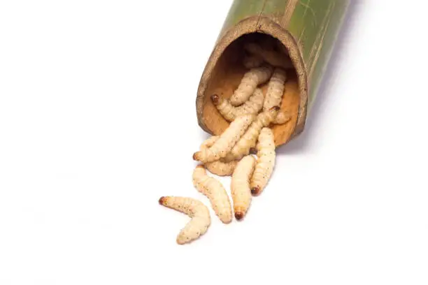 Photo of bamboo worms